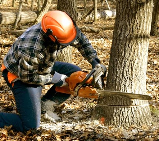 Tree Removal in Canyon Lake, TX